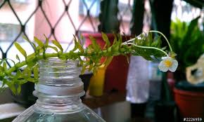 「水蘊草」的圖片搜尋結果