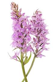 Attēlu rezultāti vaicājumam “Dactylorhiza fuchsii bud”