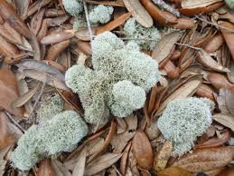 Attēlu rezultāti vaicājumam “Cladonia”
