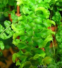 Image result for НЕФРОЛЕПИС (Nephrolepis