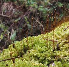 Attēlu rezultāti vaicājumam “Blepharostoma trichophyllum sporophyte”