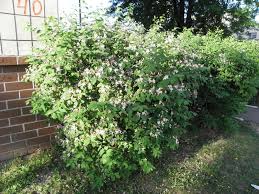 Attēlu rezultāti vaicājumam “Lonicera tatarica”