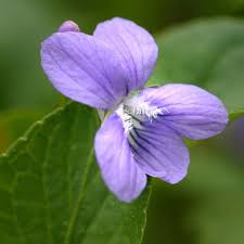 Attēlu rezultāti vaicājumam “Viola odorata flower”