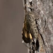 Attēlu rezultāti vaicājumam “Boudinotiana notha”