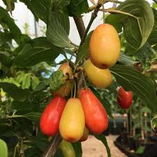 Attēlu rezultāti vaicājumam “Cornus mas fruit”