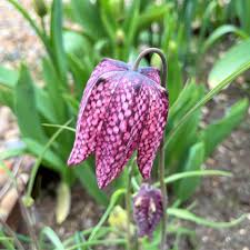 Attēlu rezultāti vaicājumam “Meleagris”