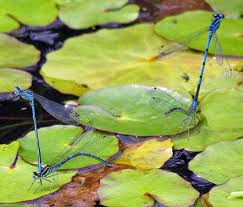 Attēlu rezultāti vaicājumam “Coenagrion armatum female”