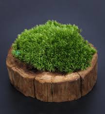 Attēlu rezultāti vaicājumam “Leucobryum juniperoideum”