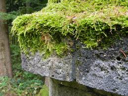 Attēlu rezultāti vaicājumam “Pleurozium schreberi”