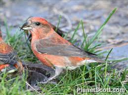 Image result for Loxia curvirostra