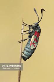 Attēlu rezultāti vaicājumam “Zygaena cocoon”