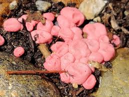 Attēlu rezultāti vaicājumam “Stemonitis fusca plasmodium”