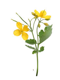 Attēlu rezultāti vaicājumam “Chelidonium majus flower”