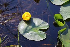 Attēlu rezultāti vaicājumam “Nymphaeaceae”