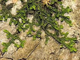 Attēlu rezultāti vaicājumam “Porella platyphylla macro”