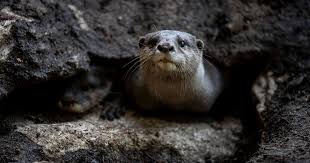 Image result for Worthing Otters