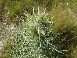 Image result for Ptilostemon afer
