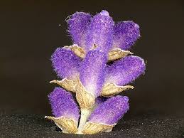 Attēlu rezultāti vaicājumam “Lavandula angustifolia flower”