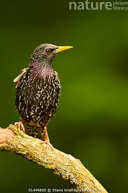 Attēlu rezultāti vaicājumam “Sturnus vulgaris male”