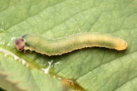 Attēlu rezultāti vaicājumam “Allantus cinctus”