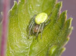 Attēlu rezultāti vaicājumam “Araniella”