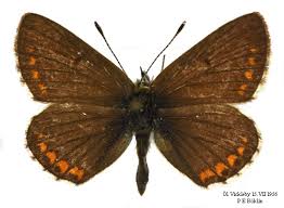 Attēlu rezultāti vaicājumam “Aricia artaxerxes”