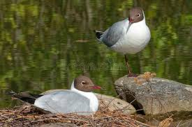 Attēlu rezultāti vaicājumam “Larus ridibundus eggs”