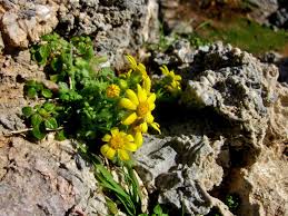 Attēlu rezultāti vaicājumam “Senecio vernalis leaf”