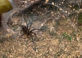 Attēlu rezultāti vaicājumam “Agelenidae”