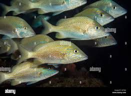 Image result for Haemulon plumierii