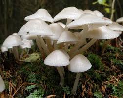 Attēlu rezultāti vaicājumam “Mycena”
