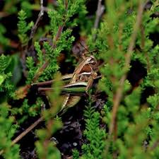 Attēlu rezultāti vaicājumam “Tettigoniodea”