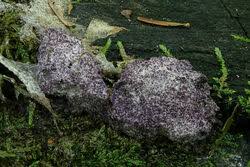 Attēlu rezultāti vaicājumam “Nectriopsis violacea”