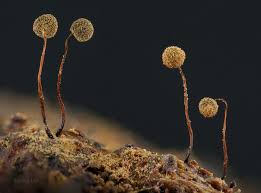 Attēlu rezultāti vaicājumam “Cribraria violacea spores”