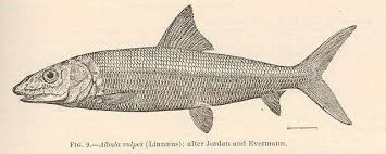 Image result for Albula vulpes