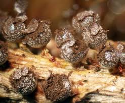 Attēlu rezultāti vaicājumam “Physarum globuliferum spores”