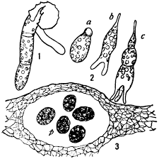 Attēlu rezultāti vaicājumam “Badhamia panicea spores”