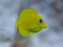 Image result for Acanthurus coeruleus