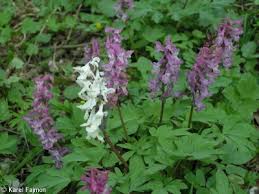 Attēlu rezultāti vaicājumam “Corydalis cava fruit”