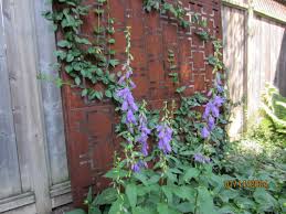 Image result for Campanula rapunculoides
