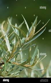 Attēlu rezultāti vaicājumam “Hippophae rhamnoides leaf”