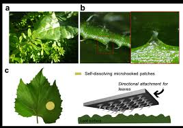 Attēlu rezultāti vaicājumam “Galium aparine leaf”