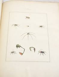 Attēlu rezultāti vaicājumam “Aranei”