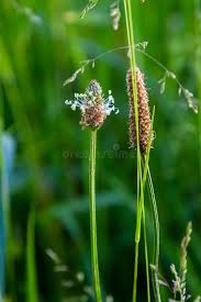 Attēlu rezultāti vaicājumam “Plantago lanceolata flower”