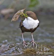 Attēlu rezultāti vaicājumam “Cinclus cinclus adult”