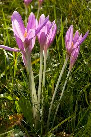 Attēlu rezultāti vaicājumam “Colchicum autumnale”