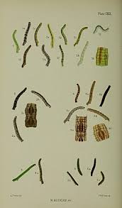 Attēlu rezultāti vaicājumam “Eupithecia subumbrata”