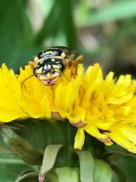 Attēlu rezultāti vaicājumam “Acantholyda posticalis”