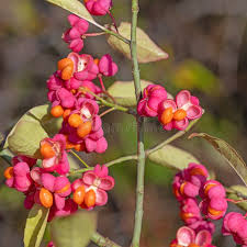Attēlu rezultāti vaicājumam “Hordelymus europaeus fruit”