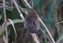 Image result for Locustella certhiola